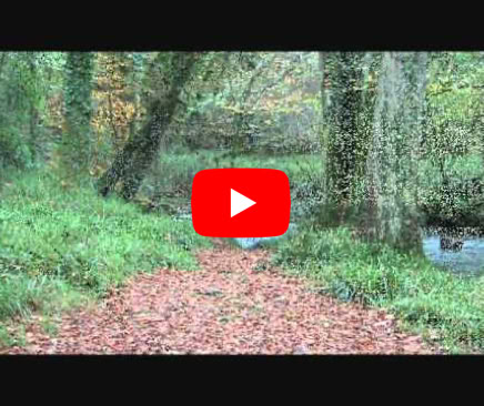 Video Play Video